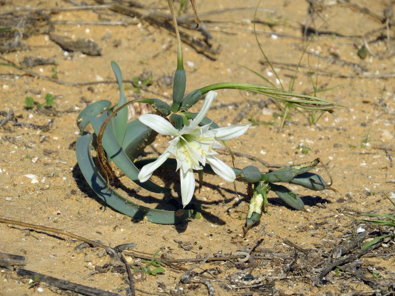 Image of Pancratium sickenbergeri specimen.