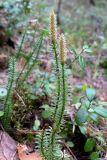 Lycopodium annotinum. Генеративные побеги со спороносными колосками. Свердловская обл., окр. г. Североуральск, лиственнично-сосново-еловый лес. 11.05.2014.