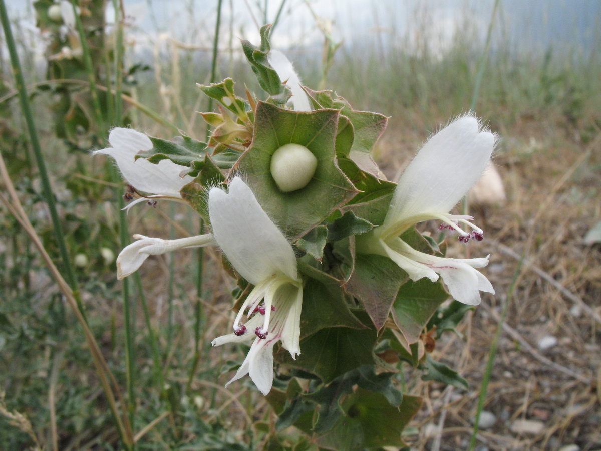 Изображение особи Lagochilus platycalyx.