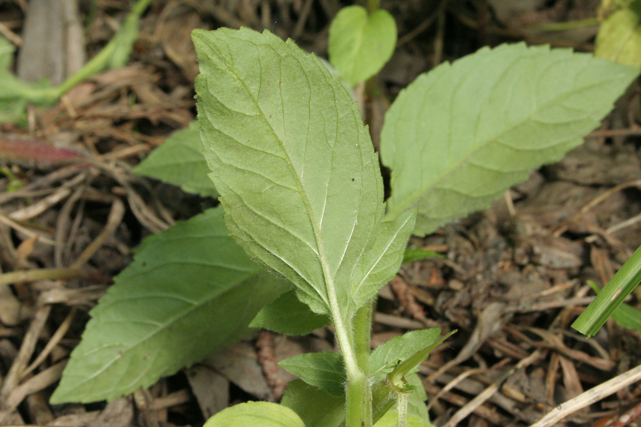 Изображение особи Mentha arvensis.