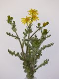 Senecio vernalis