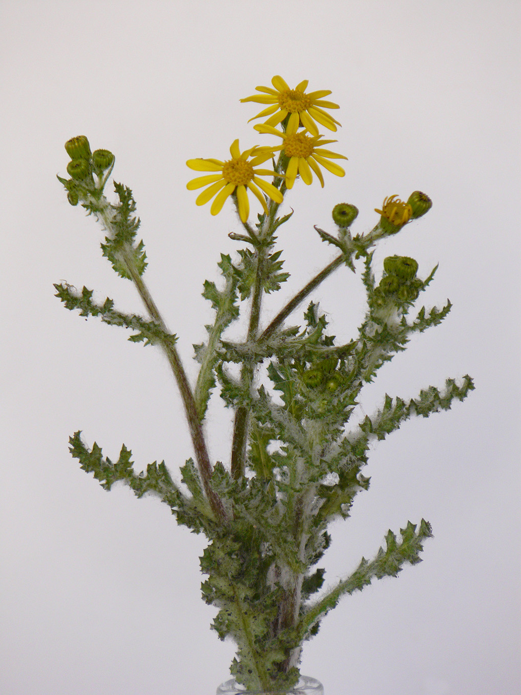 Image of Senecio vernalis specimen.