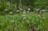 Erigeron flaccidus. Цветущие растения в лиственничнике. Монголия, Монгольский Алтай, хребет Хуйтэн-Хошуу, ≈ 2100 м н.у.м. 08.07.2015.