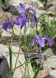 Iris setosa