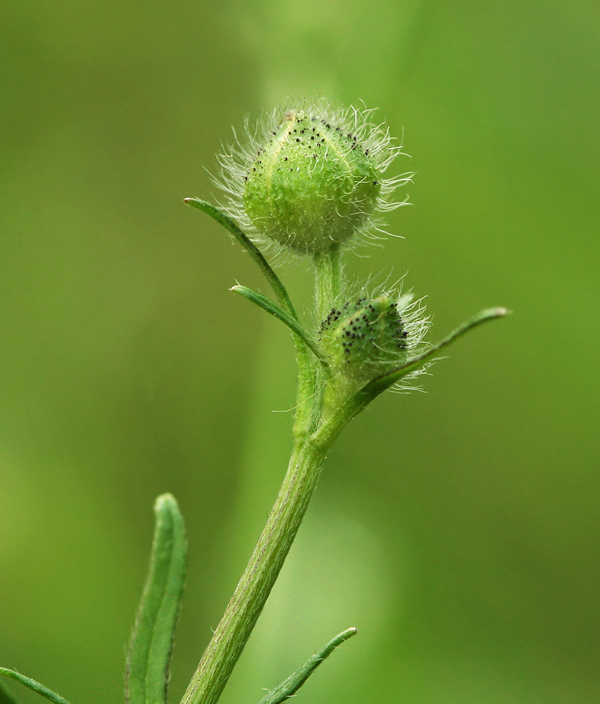 Изображение особи Ranunculus polyanthemos.