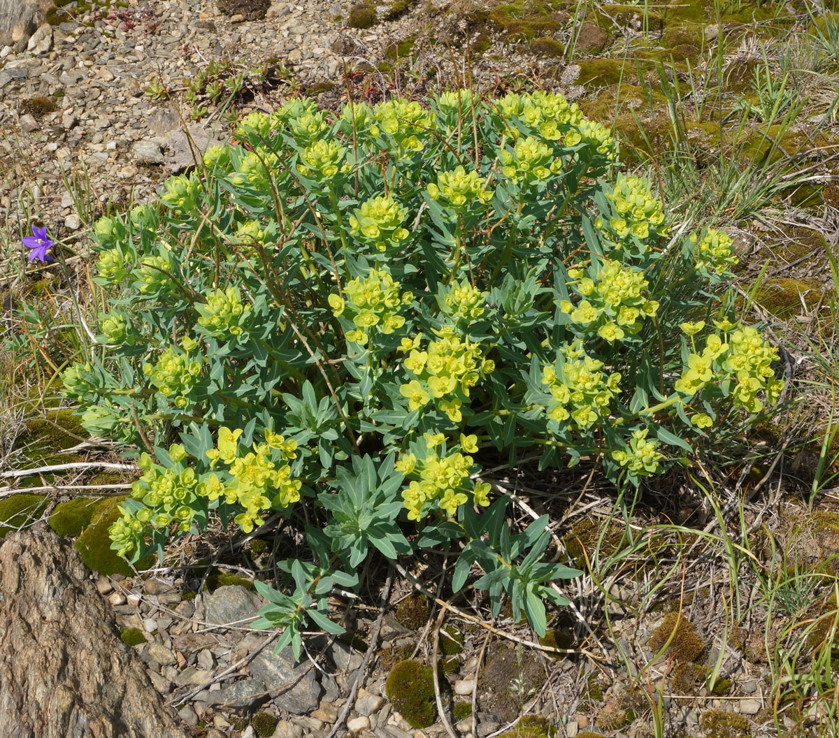 Изображение особи Euphorbia macrorhiza.