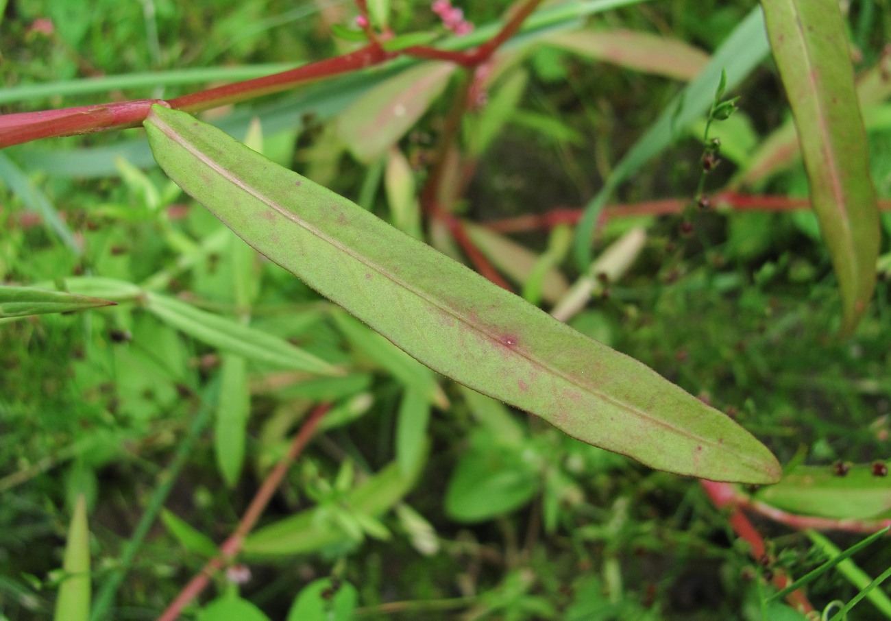 Image of Persicaria minor specimen.
