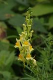 Linaria vulgaris. Соцветие. Тверская обл., Осташковский р-н, дер. Кравотынь, обочина дороги. 23.07.2015.