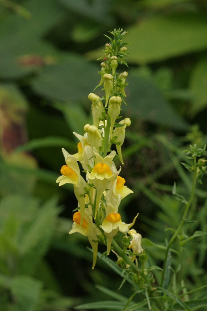 Изображение особи Linaria vulgaris.