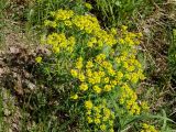 Euphorbia cyparissias. Цветущее растение. Ленинградская обл., Волховский р-н, берег р. Волхов на въезде в Новую Ладогу. 19.05.2014.