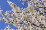 Prunus cerasifera