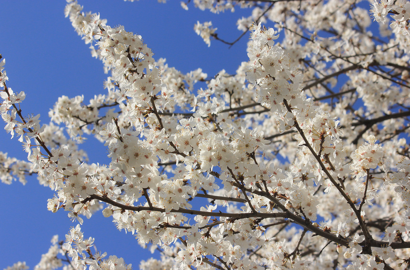Image of Prunus cerasifera specimen.