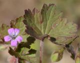 Geranium rotundifolium. Цветок и лист. Узбекистан, г. Ташкент, пос. Улугбек, санитарно-защитная зона. 20.03.2016.