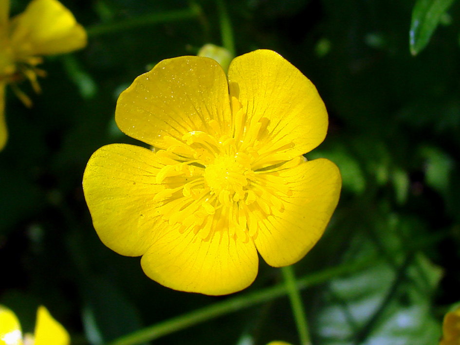 Image of Ranunculus repens specimen.