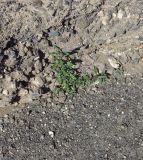 Forsskaolea angustifolia. Цветущее растение у стенки русла. Испания, автономное сообщество Канарские острова, остров Фуэртэвентура, провинция Лас Пальмас, муниципалитет Ла Олива, восточные окр. пос. Эль Котильо, предгорная равнина. 14.03.2016.