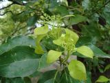 Cinnamomum camphora