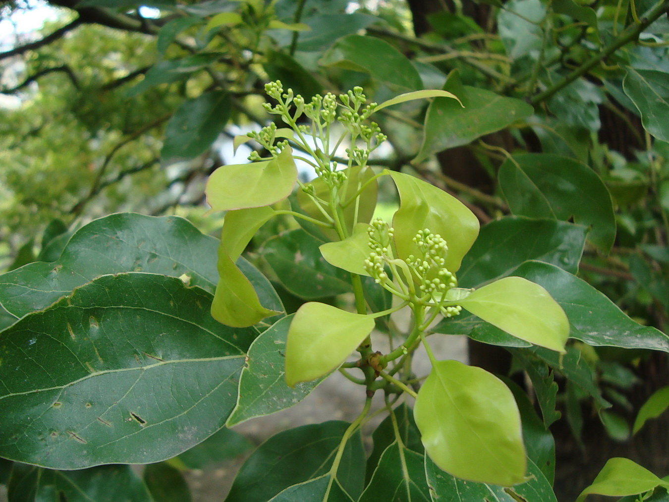 Image of Cinnamomum camphora specimen.