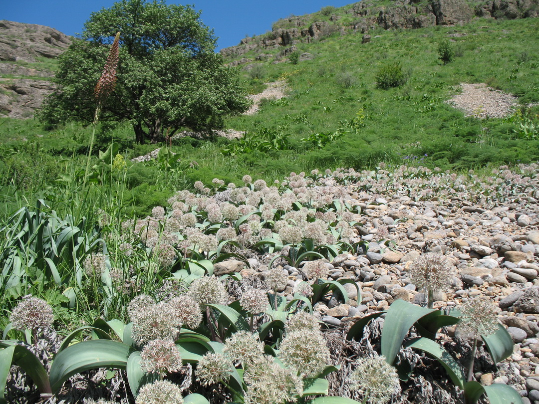 Image of Allium karataviense specimen.