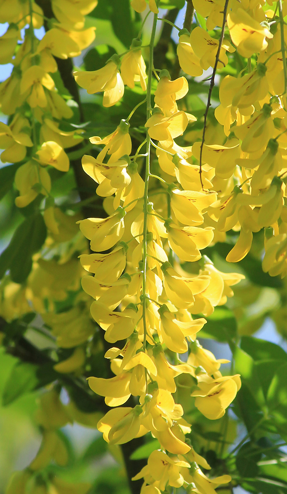 Image of Laburnum anagyroides specimen.