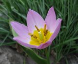 Tulipa saxatilis подвид bakeri