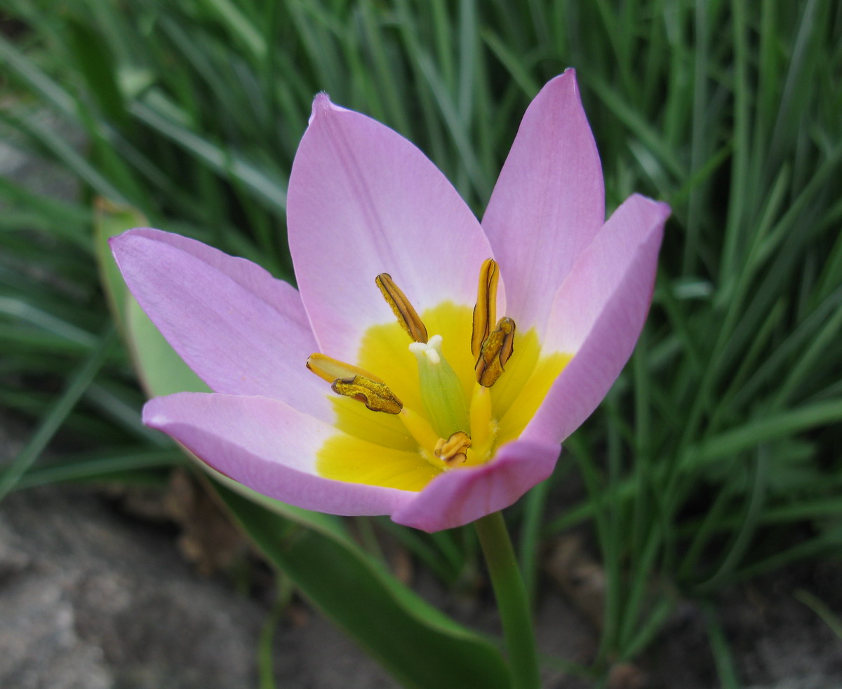 Изображение особи Tulipa saxatilis ssp. bakeri.