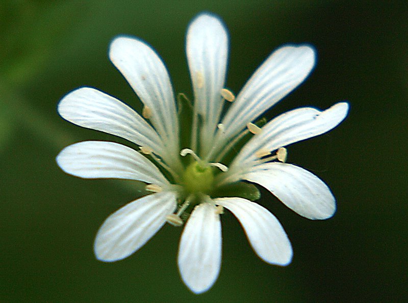 Image of Stellaria nemorum specimen.