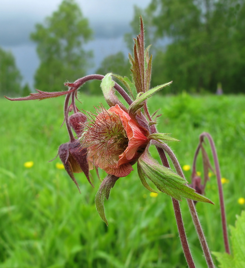 Image of Geum rivale specimen.