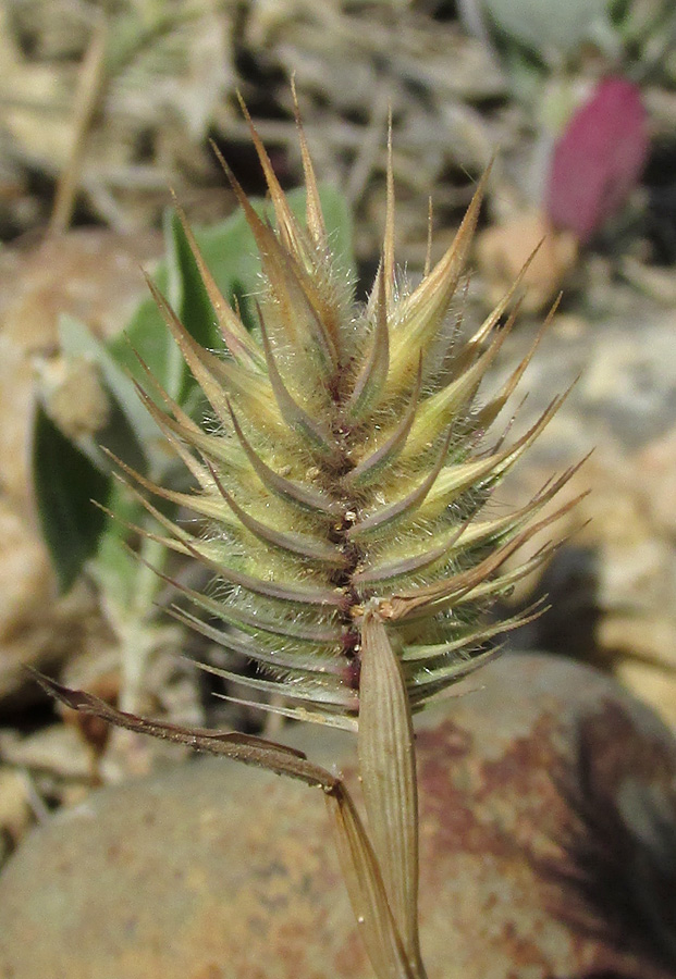 Image of Eremopyrum orientale specimen.