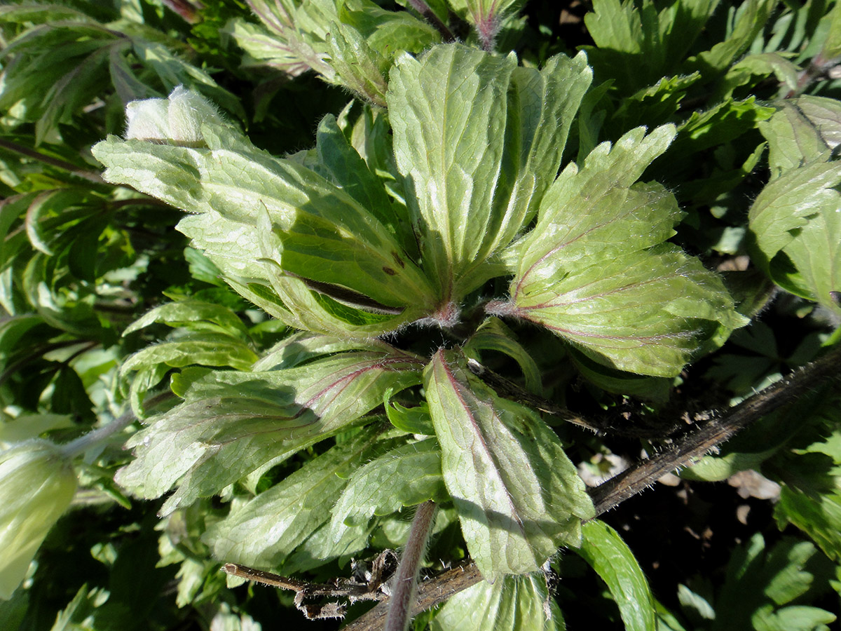 Image of Anemone sylvestris specimen.