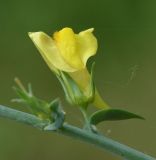 Linaria genistifolia