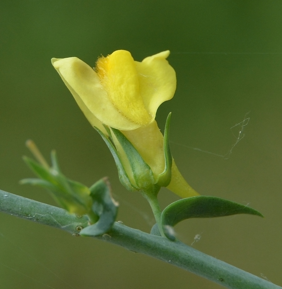 Image of Linaria genistifolia specimen.