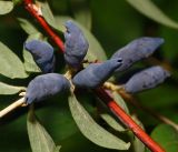Lonicera edulis. Созревающие соплодия. Московская обл., Раменский р-н, окр. дер. Хрипань, садовый участок. 11.06.2016.