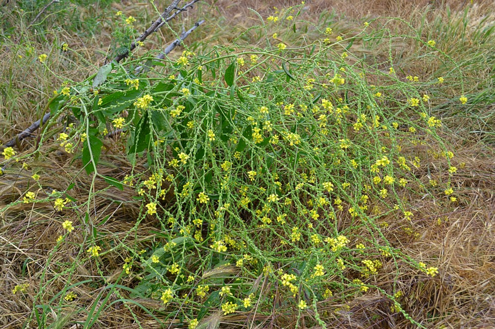 Изображение особи Rapistrum rugosum.