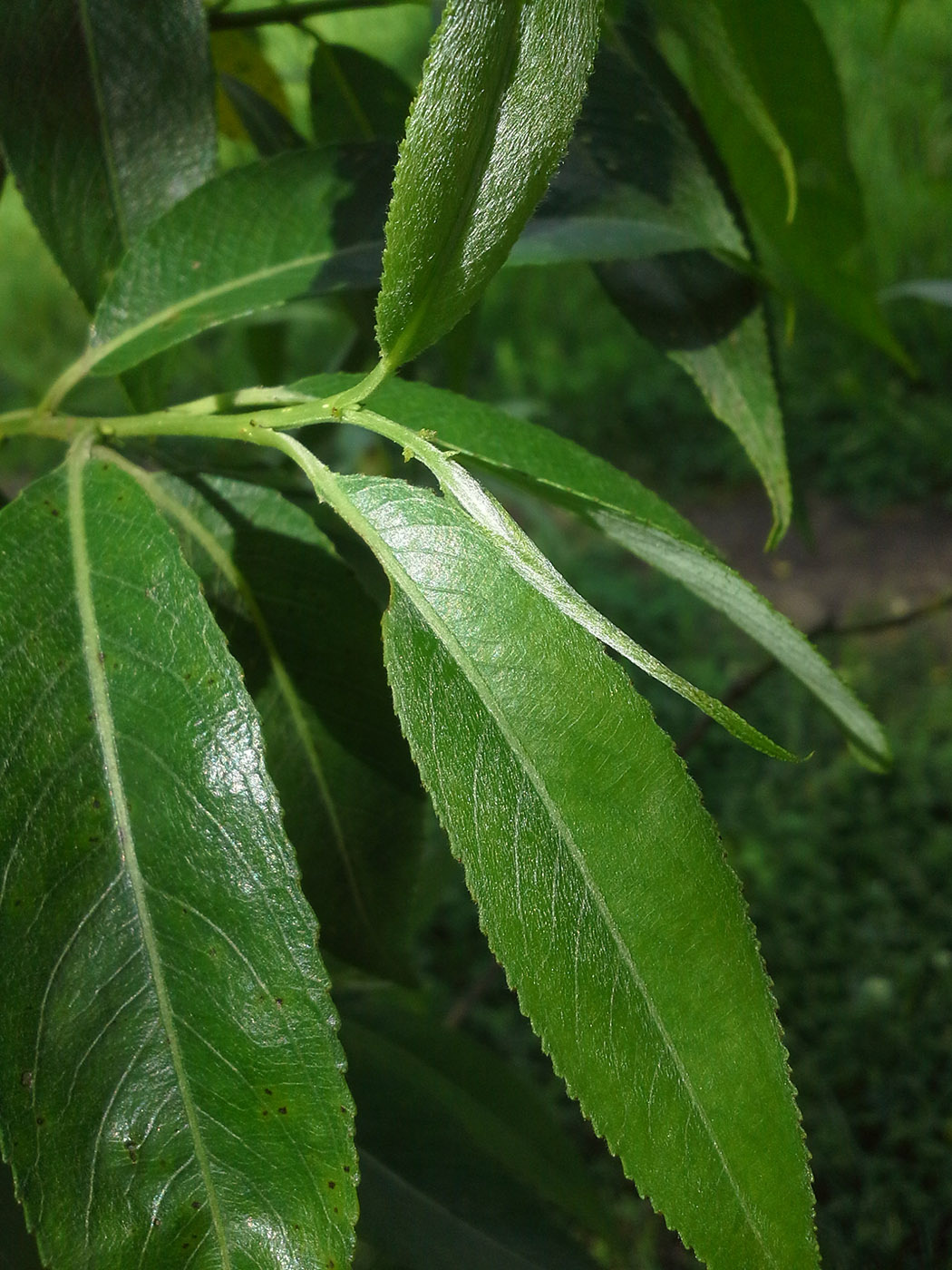 Image of Salix &times; fragilis specimen.