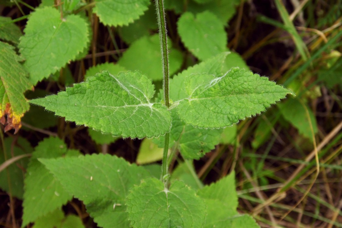 Изображение особи Stachys sylvatica.