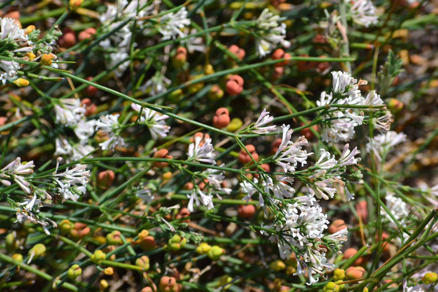 Изображение особи Asperula tenella.