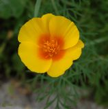 Eschscholzia californica