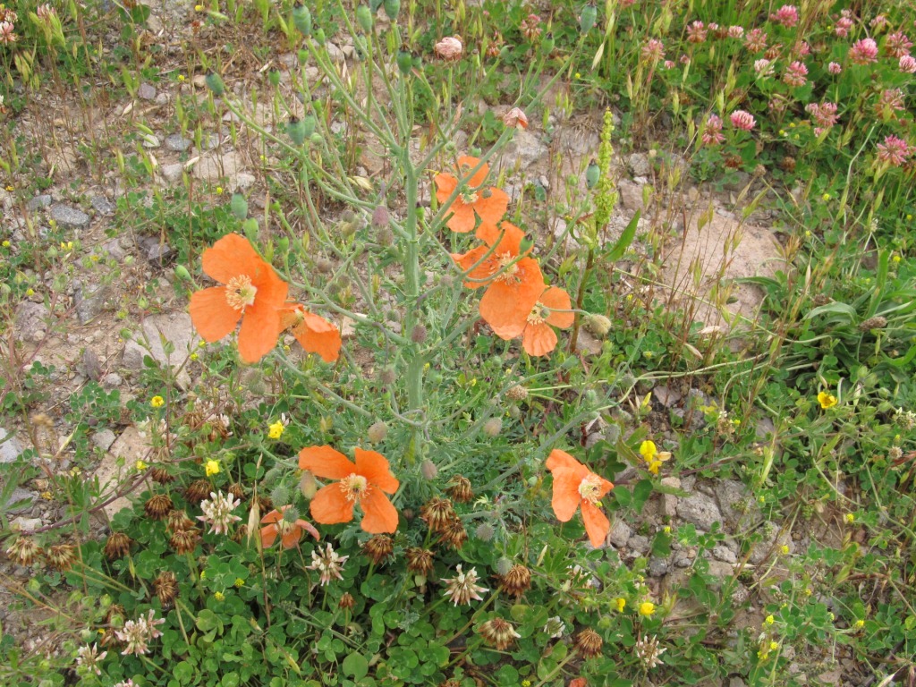 Image of Papaver fugax specimen.