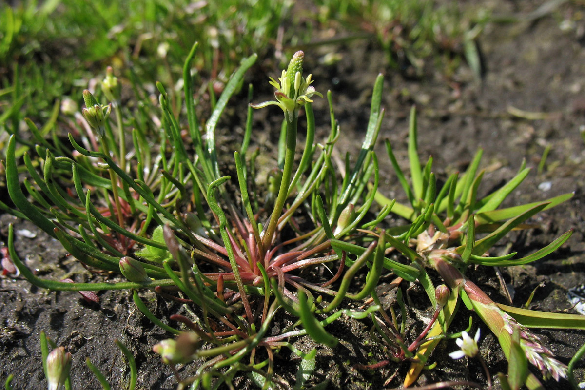 Image of Myosurus minimus specimen.