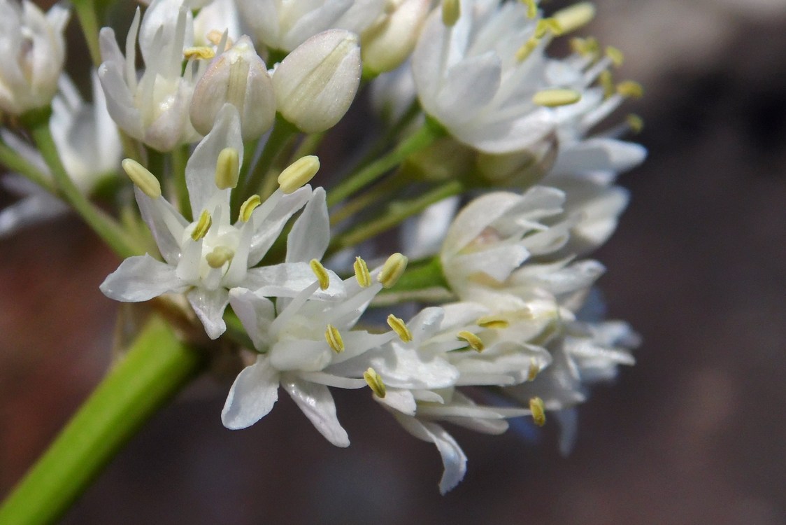 Image of Allium denudatum specimen.