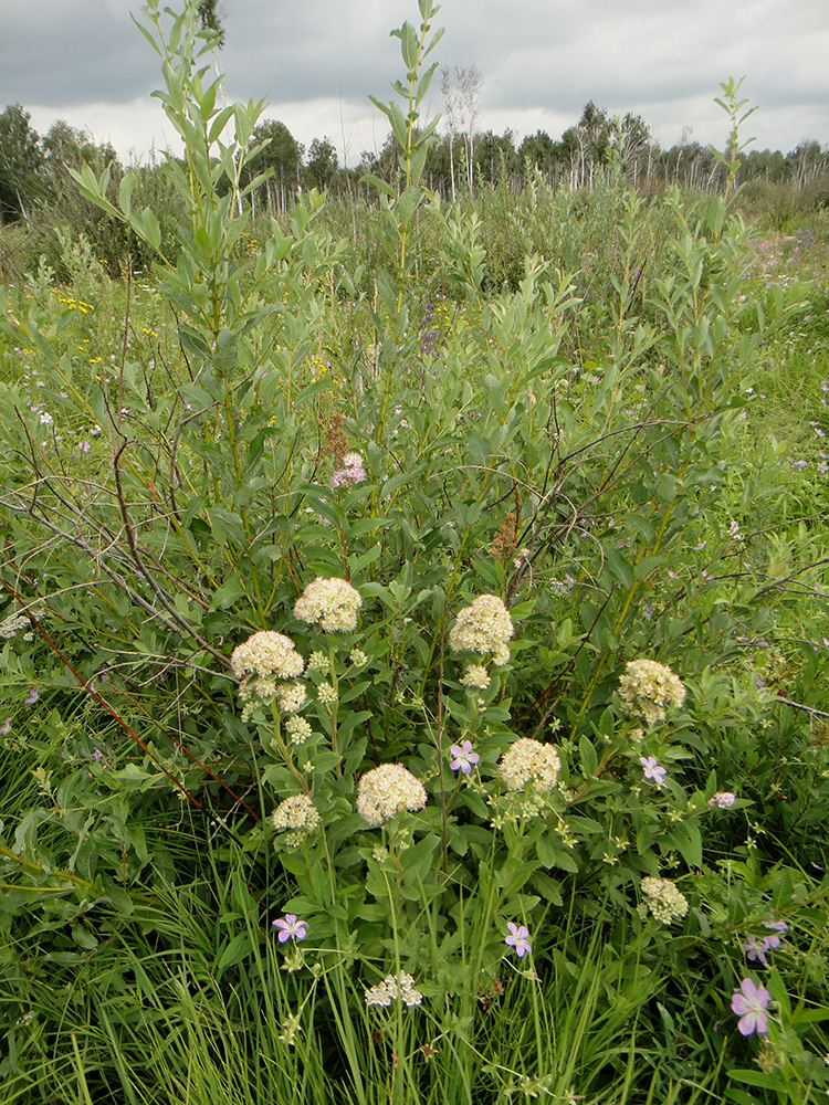 Изображение особи Hylotelephium pallescens.