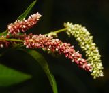 Image of taxon representative. Author is Виталий Гуменюк