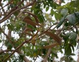 Spathodea campanulata