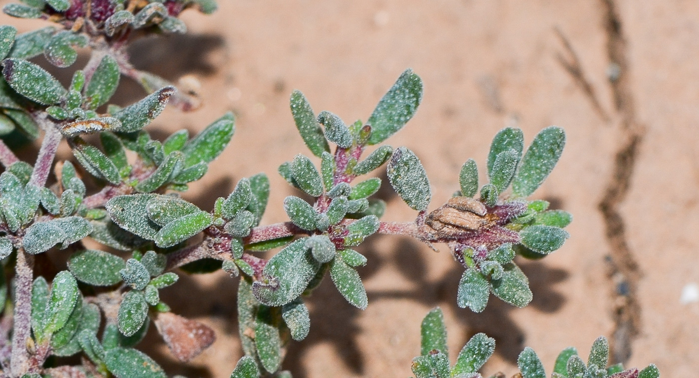 Image of genus Frankenia specimen.