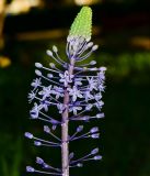 Scilla hyacinthoides. Верхушка соцветия. Израиль, Шарон, пос. Кфар Шмариягу, заповедник. 15.03.2015.