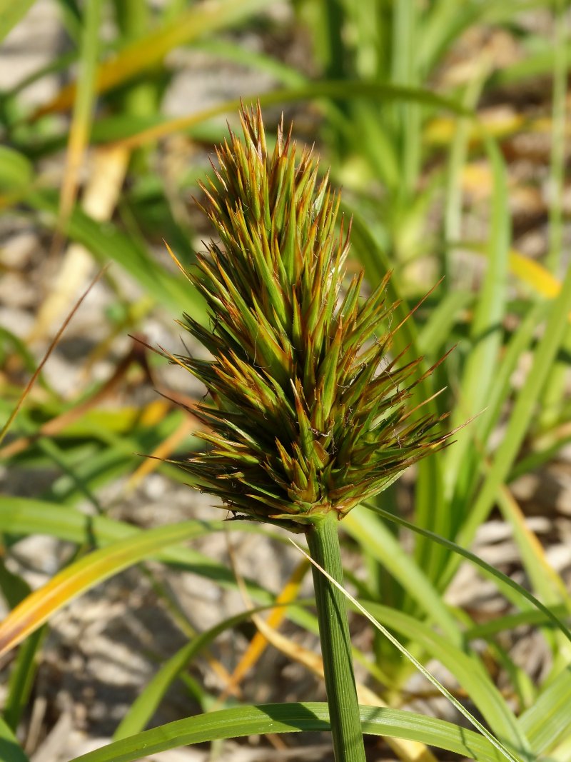 Изображение особи Carex kobomugi.