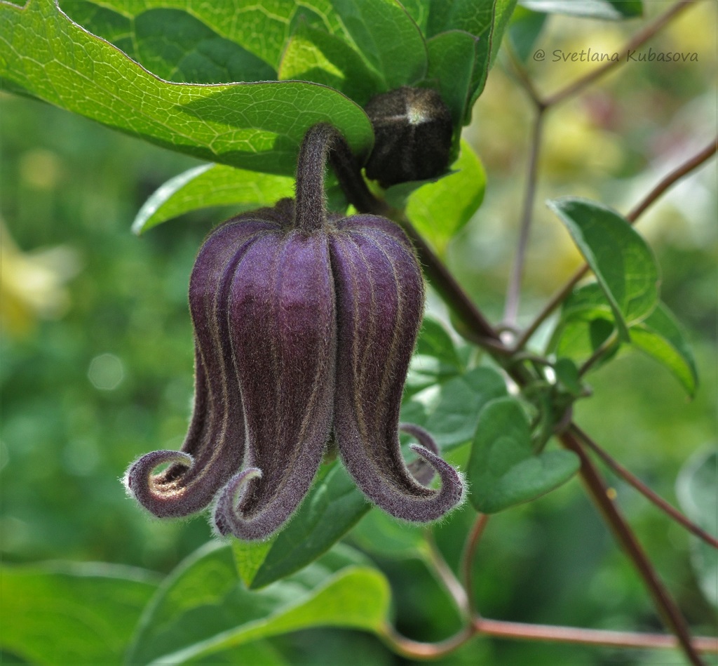 Изображение особи Clematis fusca.