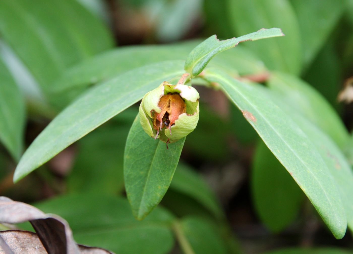 Изображение особи Hypericum calycinum.