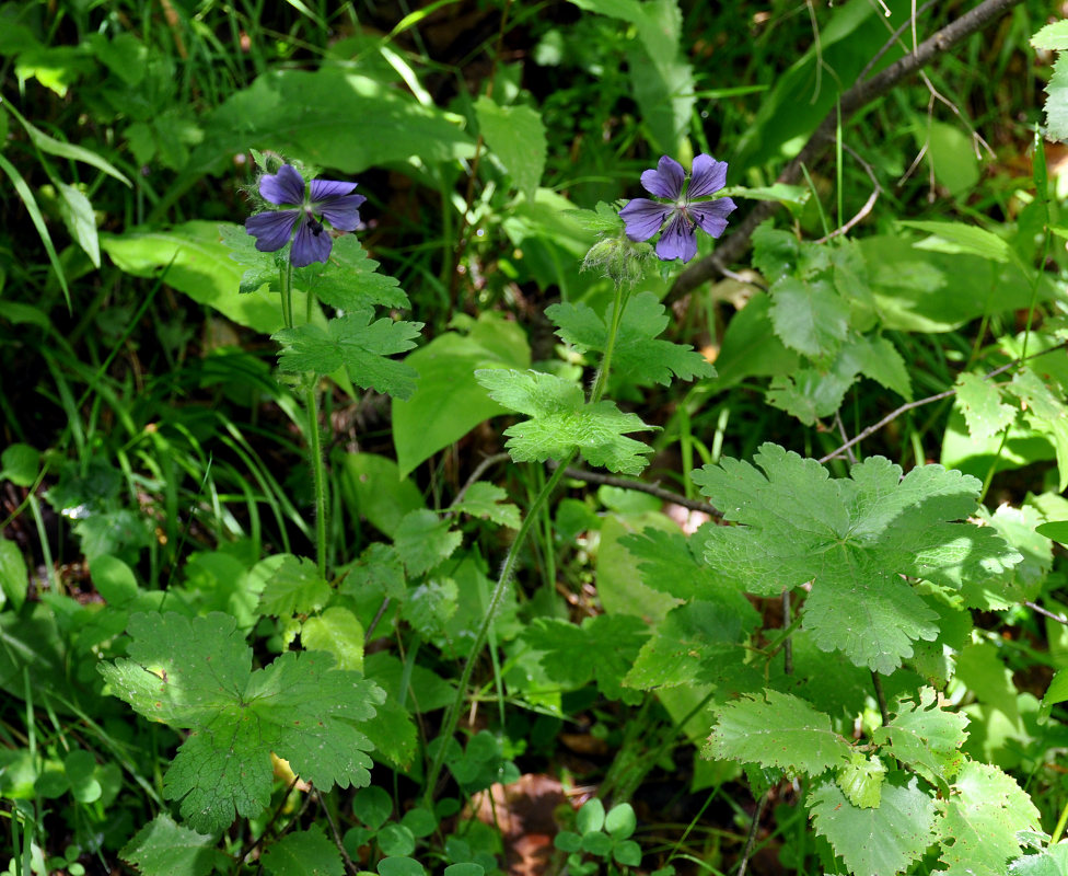 Изображение особи Geranium ibericum.