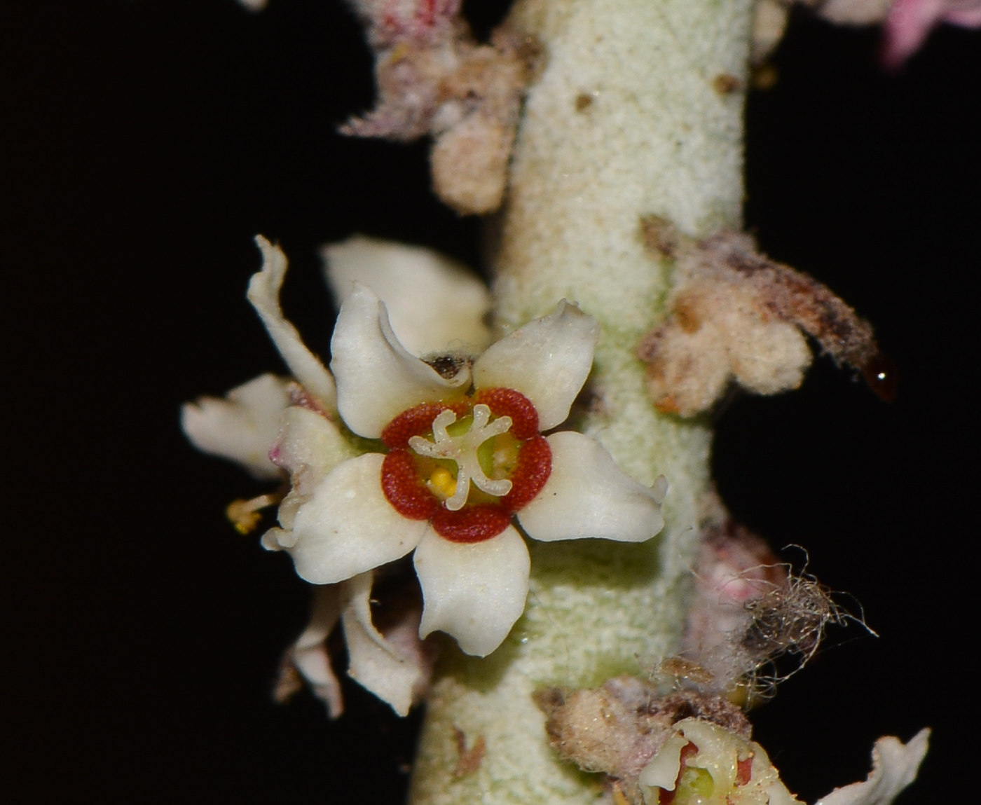 Изображение особи Euphorbia antisyphilitica.